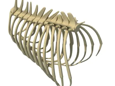 Highly Detailed Lion Rib Cage 3D model