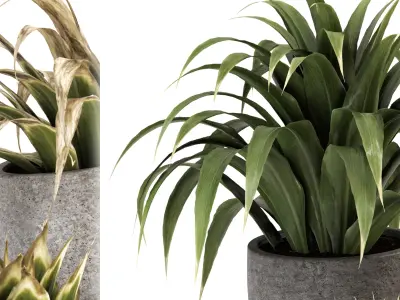 Collection of plants-001 3D model