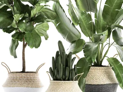 Plants tree in rattan basket for the interior 860 3D model