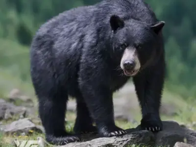 American Black Bear Animated VFX Grace 3D model