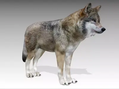 Gray wolf Low-poly 3D model