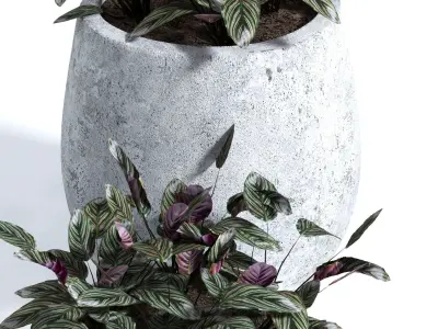 Calathea ornata 3D model