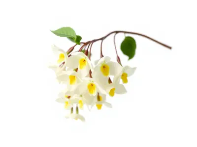 White Wisteria Snow-White Petals Floral model pack Low-poly 3D model