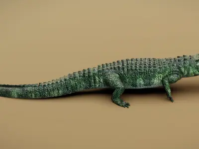  American Alligator 3D model