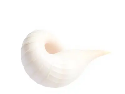 Elegant Spiral Seashell model pack Low-poly 3D model