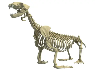 Sea Lion Skeleton 3D model