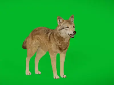 Eurasian Grey Wolf Low-poly 3D model