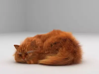 Realistic 3D Cat Model 3D model