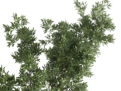 Indoor plant 285 concrete dirt vase plant tree pot 3D model