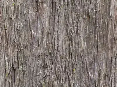 cement bark of tree Free 3D model