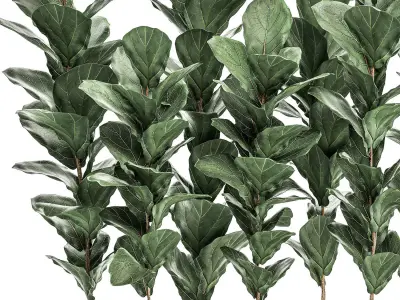 Decorative Ficus tree in a white flowerpot 514 3D model