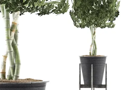 Plants Collection 54 3D model