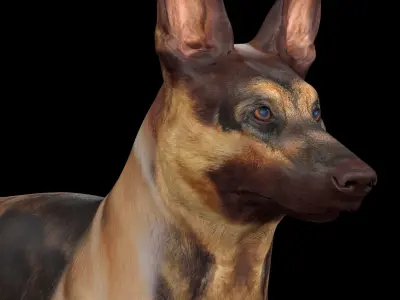 German Shepherd Rig 3D model