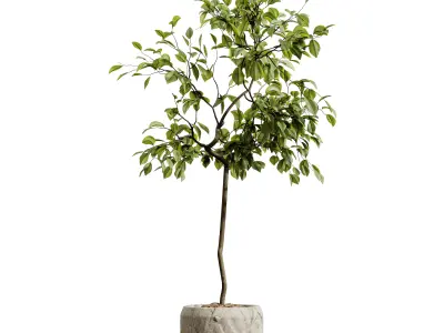 AV HousePlants Japandi Minimalism Ficus Dracaena Marginata05 3D model