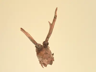Scanned photorealistic broken roe dear skull with horns Low-poly 3D model