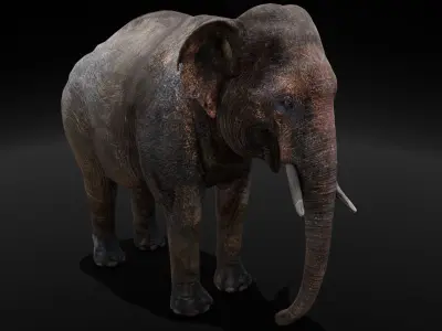 Elephant 3D Model Low-poly 3D model