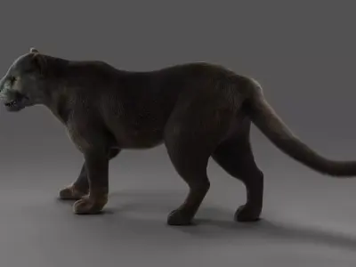Fur Black Panther Rigged in Blender  Low-poly 3D model