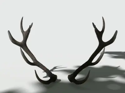 Reed Deer Antlers Scan 3D model