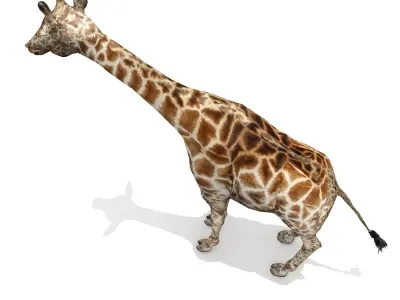 Giraffe Low-poly 3D model
