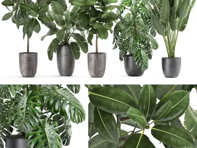 Plants in a black pot for the interior 1053 3D model