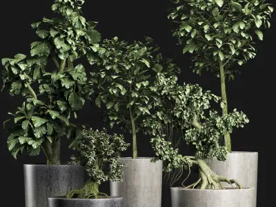 Plants Collection 199 Sageretia Theezans 3D model