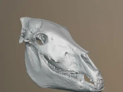 3d scan of an elderly donkey skull 3D model
