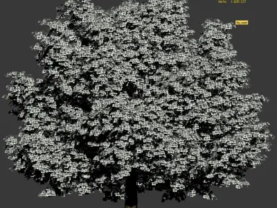 Maple tree 3D model