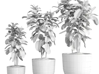 Ficus Elastica Set 3D model