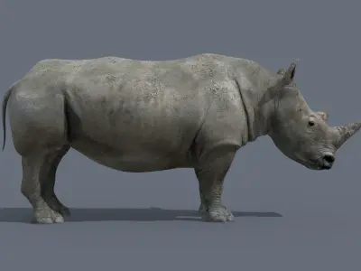 Pro Rhino - 8K 3D model