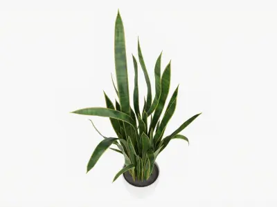 Snake plant Dracaena trifasciata 01 3D model