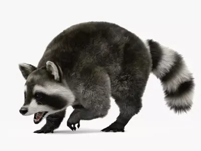 Wild Raccoon 3DS Max 3D model
