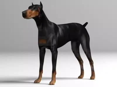 Doberman Dog Low-poly 3D model