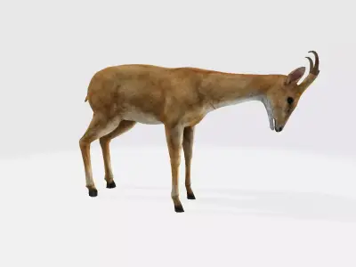 Deer 3d antelope 3D model
