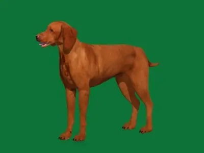 Vizsla Dog 3D model