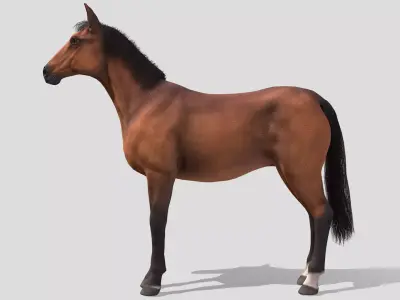 Horse realistic Low-poly 3D model