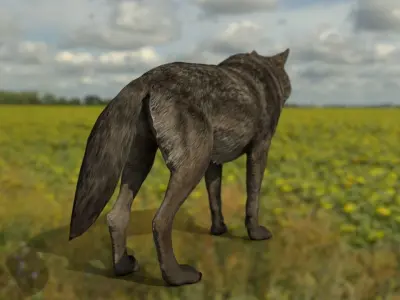 the wolf 13 animated Low-poly 3D model