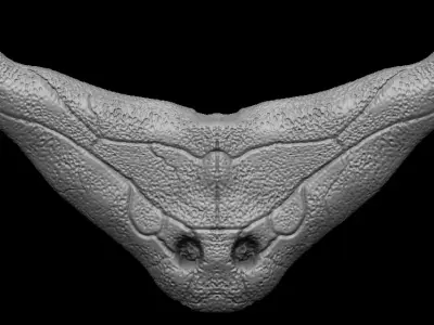 Diplocaulus Skull 3D model