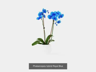 Collection of Phalaenopsis Houseplant - 6 Models