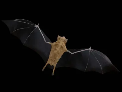 Vampire Bat Low-poly 3D model