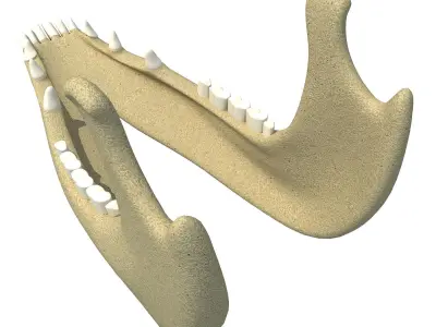 Jaw of Animal 3D Model 3D model