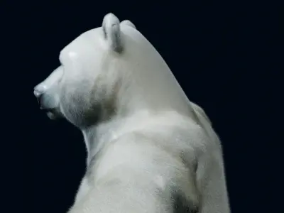 Polar bear Low-poly 3D model buy