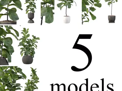 Ficus Lyrata collection for interiors