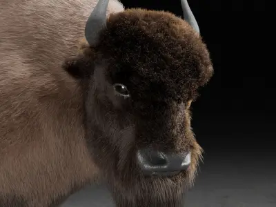 bison  3D model