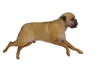 English Mastiff Dog Low-poly 3D model