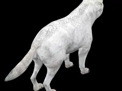 Wolf White Arctic  3D model