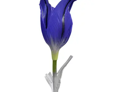 Elegant Blue Flower Blossom 3D Model Low-poly 3D model