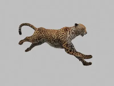 cheetah run 3D model