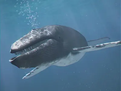 Animated Whale 3D model