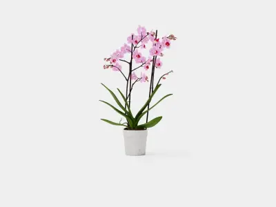 Phalaenopsis seasonal 2 branch 22 mini flowers mix Low-poly 3D model