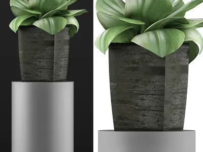 Plants Collection 96 3D model